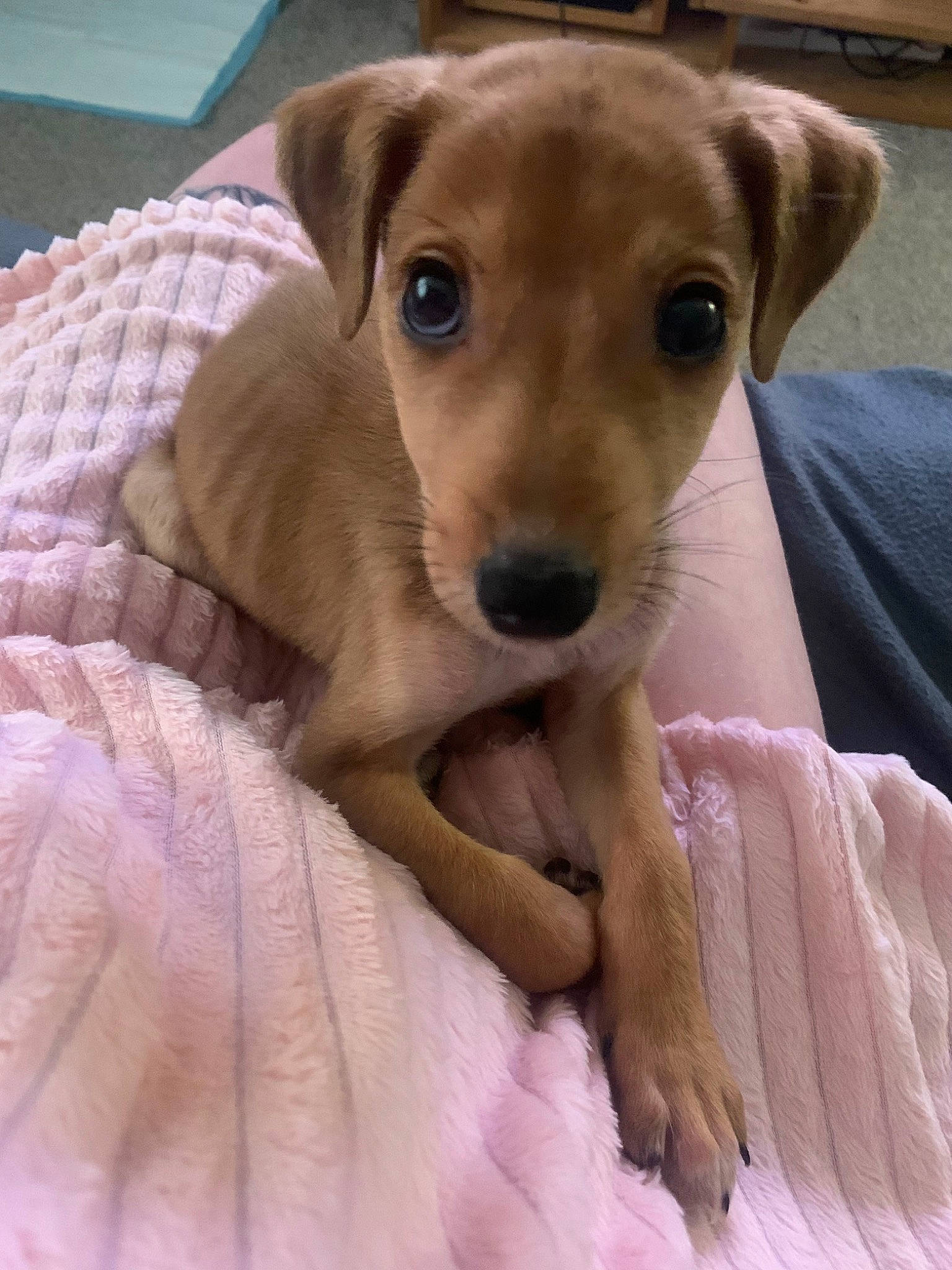 Monty is registered to the contest to win money with this photo: canidae, carnivore, comfort, companion_dog, dog, dog_breed, dog_supply, ear, eye, fawn, fur, liver, non_sporting_group, paw, pet_supply, puppy, sporting_group, toy_dog, whiskers, working_animal