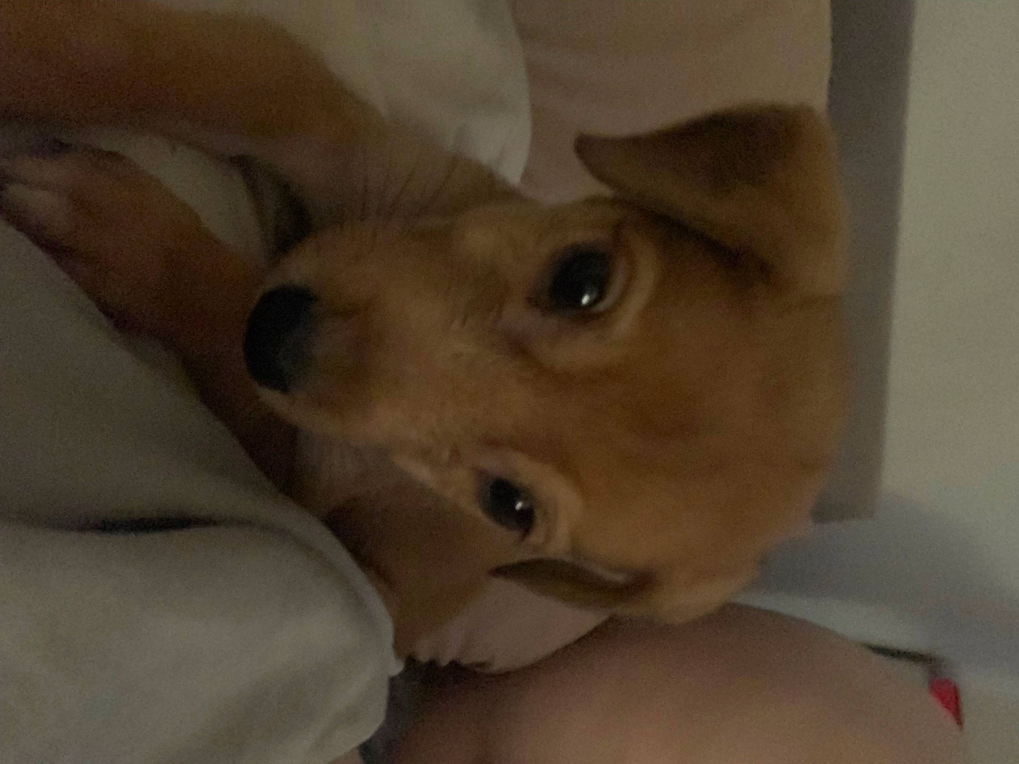 Monty is registered to the contest to win money with this photo: canidae, carnivore, companion_dog, dog, dog_breed, ear, eyelash, fawn, fur, non_sporting_group, snout, sporting_group, whiskers, working_animal