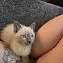 Char is registered to the contest to win money with this photo: kitten, cat, siamese, blue_eyes, fur, tattoo, leg, bare_skin, couch, gray, texture, indoor, pet, animal, curious, small, closeup, resting, whiskers, cute