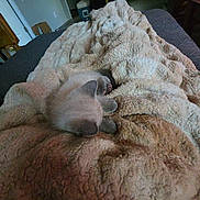 Char joined the competition — help win amazing prizes! kitten, blanket, furry, sleeping, cozy, indoor, bed, soft, furniture, home, floor, door, cooler, carpet, quiet, resting, animal, pet, cute, small