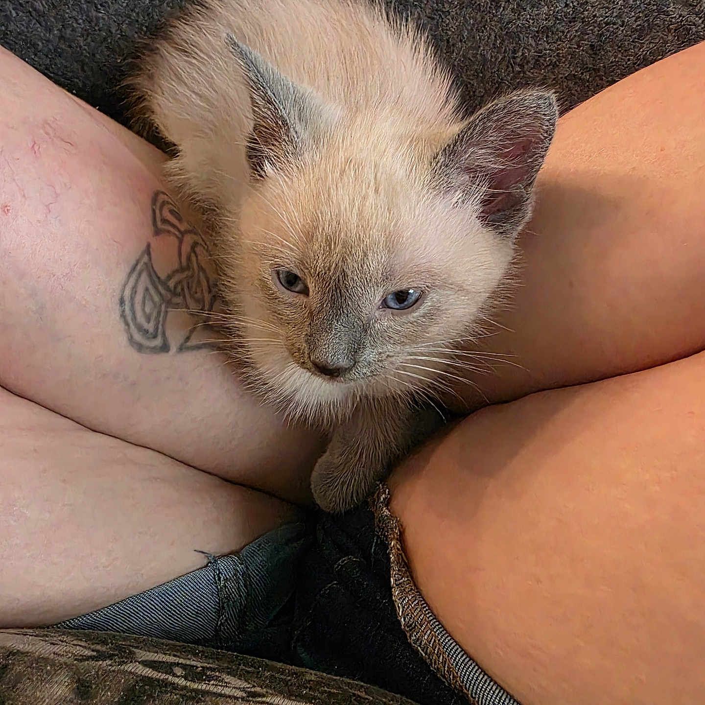 Char joined the competition — help win amazing prizes! animal, cat, closeup, cozy, cute, domestic, ears, eyes, fur, furry, indoor, kitten, legs, pet, resting, siamese, skin, tattoo, whiskers, young
