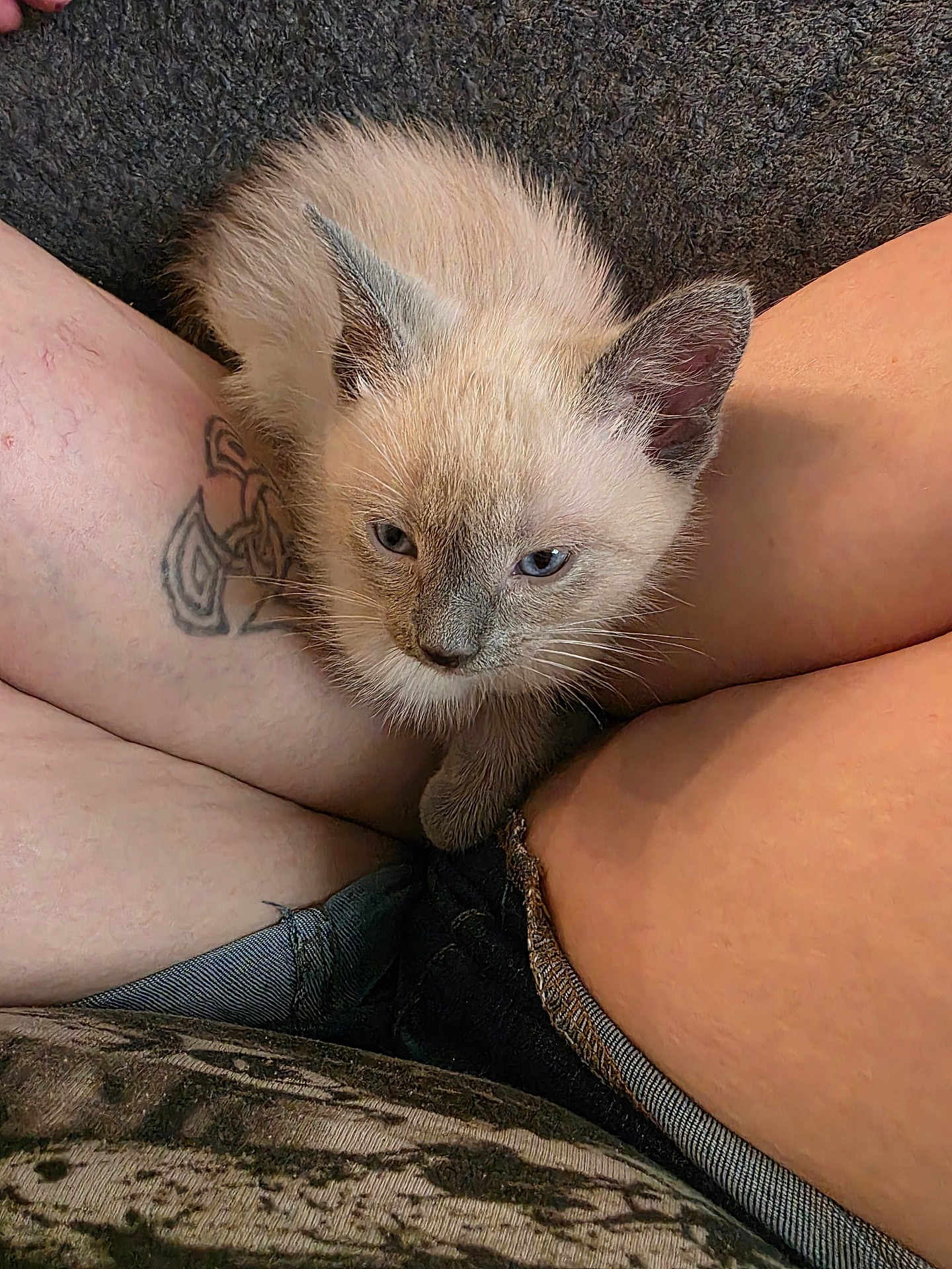 Char joined the competition — help win amazing prizes! kitten, cat, siamese, pet, animal, furry, legs, tattoo, skin, closeup, cute, domestic, young, resting, indoor, cozy, fur, whiskers, ears, eyes