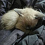 Char joined the competition — help win amazing prizes! kitten, cat, sleeping, siamese, furry, small, cozy, blanket, soft, resting, pet, cute, animal, fur, whiskers, ears, domestic, indoor, closeup, peaceful