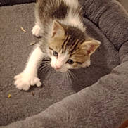 Clyde is registered to the contest to win money with this photo: kitten, cat, pet_bed, indoor, feline, young_animal, gray, fluffy, cute, paw, fur, animal, resting, cozy, small, domestic_cat, tabby, whiskers, curious, closeup