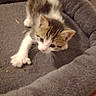 kitten, cat, pet_bed, indoor, feline, young_animal, gray, fluffy, cute, paw, fur, animal, resting, cozy, small, domestic_cat, tabby, whiskers, curious, closeup