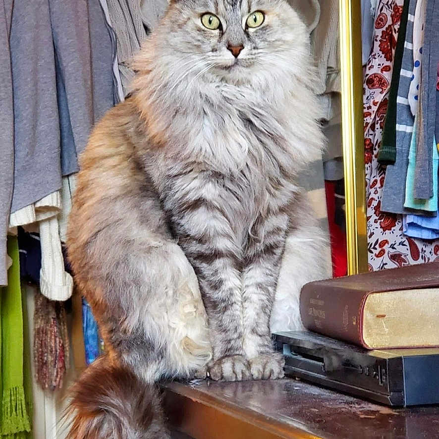 Mackenzie is registered to the contest to win money with this photo: book, cat, closet, clothes, cozy, curious, domestic_animal, dresser, feline, fluffy, fur, furniture, green_eyes, home, indoor, pet, portrait, sitting, tail, whiskers