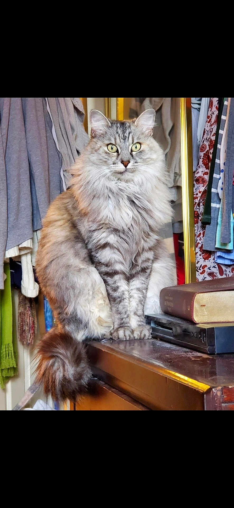 Mackenzie is registered to the contest to win money with this photo: cat, fluffy, green_eyes, sitting, dresser, book, clothes, closet, furniture, indoor, pet, fur, tail, curious, portrait, domestic_animal, feline, whiskers, home, cozy