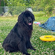 Inaya participe au concours pour gagner de l'argent avec cette photo : animal, black_dog, blue_tarp, canine, clover, dog, fence, flower, garden, grass, happy, inflatable_ring, nature, outdoor, pet, shrub, sitting, sunlight, tongue_out, tree
