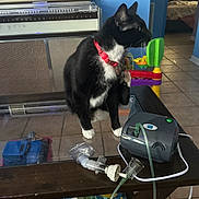 Bo Duke joined the competition — help win amazing prizes! black_and_white, blue_wall, cat, children_toy, cozy, curious, framed_pictures, furniture, glass_table, home_interior, indoor, living_room, medical_device, nebulizer, paw_raised, pet, red_collar, reflection, tile_floor, window_light