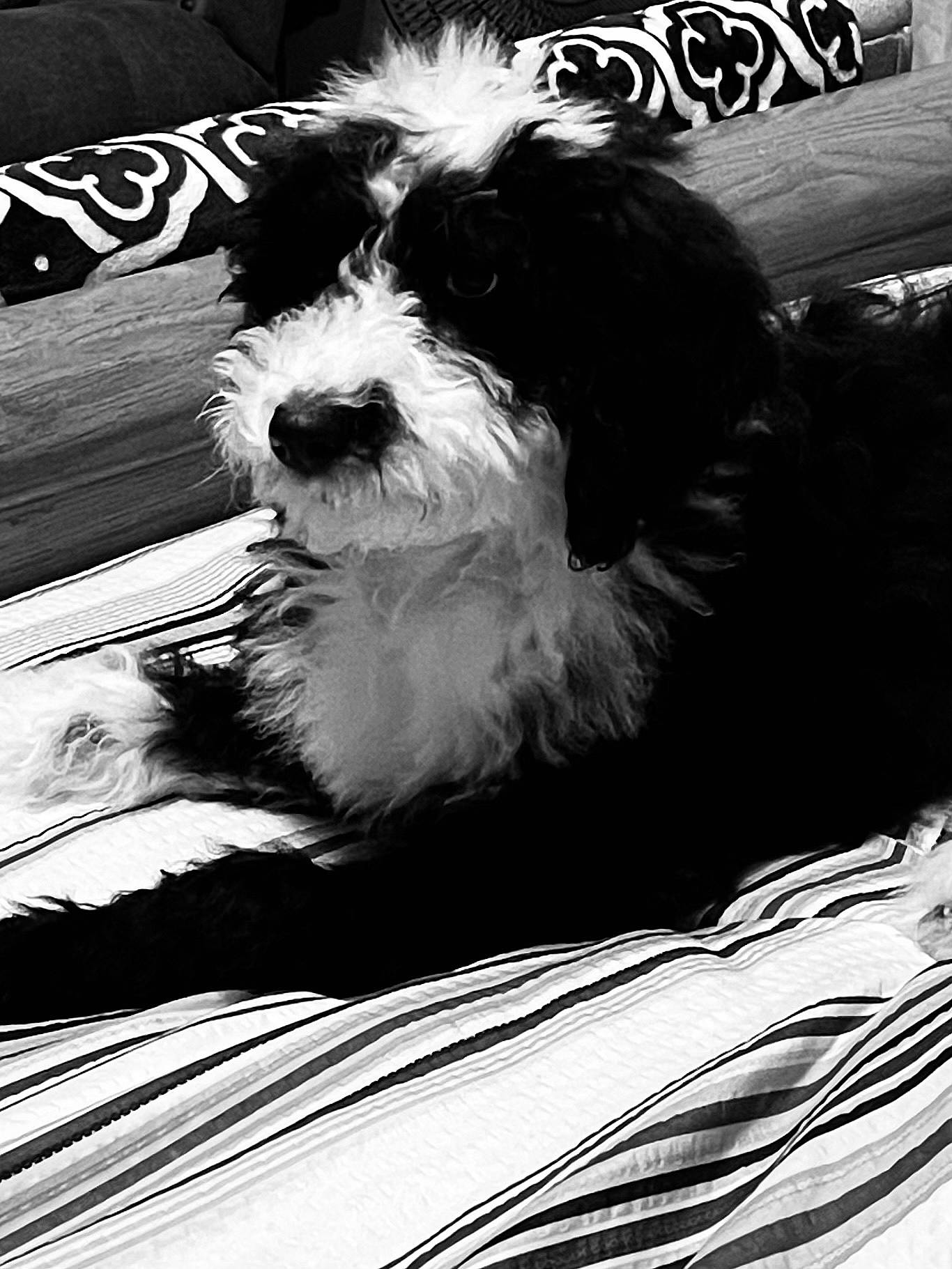 Lily Rose is registered to the contest to win money with this photo: black, black_and_white, canidae, carnivore, companion_dog, dog, dog_breed, fur, light, monochrome, monochrome_photography, shih_poo, snout, sporting_group, style, terrier, tints_and_shades, toy_dog, water_dog, white