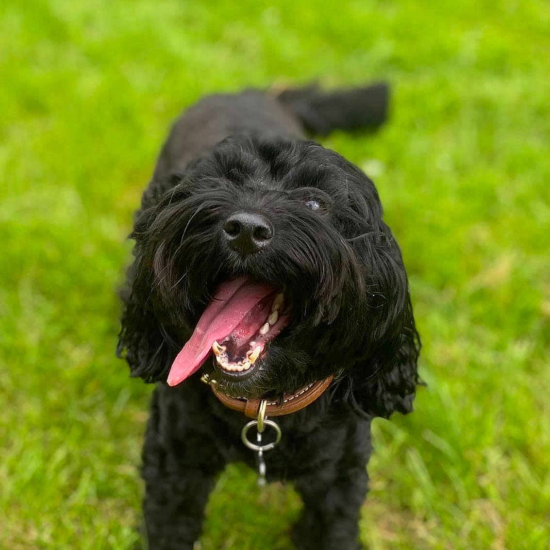 Elsie is registered to the contest to win money with this photo: affenpinscher, animal, bodypart, canine, cockerspaniel, dog, field, grass, grassland, lawn, mouth, nature, person, pet, plant, poodle, puppy, terrier, vegetation, whitedog