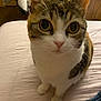 Jeffy is registered to the contest to win money with this photo: cat, pet, indoor, curious, wide_eyes, fur, whiskers, tabby, white_paws, closeup, face, animal, cute, sitting, bed, blanket, furniture, cozy, domestic, looking_up