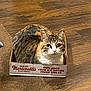 Jeffy joined the competition — help win amazing prizes! cat, calico, cardboard_box, floor, wooden_floor, carpet, pet, animal, cute, sitting, looking_at_camera, indoor, fur, tabby, whiskers, ears, eyes, snug, cozy, box