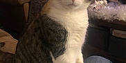 Jeffy joined the competition — help win amazing prizes! cat, tabby_cat, pet, domestic_cat, indoor, living_room, furniture, couch, table, person, lap, curious, whiskers, eyes, fur, paws, orange, white, brown, cozy