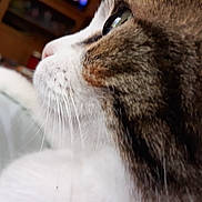 Jeffy joined the competition — help win amazing prizes! cat, close_up, profile, fur, whiskers, eye, pet, animal, domestic, indoor, relaxing, soft_focus, brown, white, cute, feline, mammal, portrait, cozy, resting