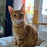 cat, orange_tabby, pet, indoor, cat_bed, cozy, feline, animal, sitting, portrait, blurred_background, window, light, soft_texture, knitted_bed, domestic_cat, cute, whiskers, ears, relaxed