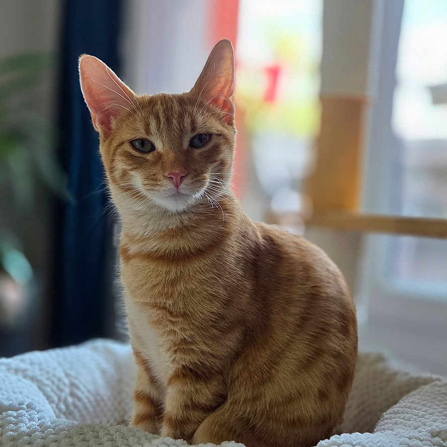 Léo