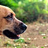 animal, background_blur, brown_dog, canine, close_up, collar, daylight, dog, ears, expression, face, fur, looking, muzzle, nature, outdoor, pet, profile, snout, whiskers
