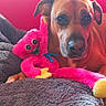 animal, brown_dog, close_up, companion, cozy, cute, dog, furniture, gray_blanket, home, indoor, pet, pink_toy, plush_toy, portrait, red_couch, relaxed, snuggle, soft_light, stuffed_animal