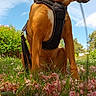 animal, blue_sky, canine, daytime, dog, flora, flowers, grass, greenery, harness, leaf, nature, outdoor, park, pet, sitting, sky, summer, sunny, tree