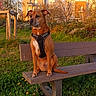bench, building, calm, dandelion, daylight, dog, flower, grass, harness, leaf, nature, outdoor, park, pet, quiet, shrub, sidewalk, sitting, sunlight, tree