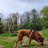 Puff a rejoint le concours — aidez-le/la à gagner de superbes lots ! animal, bark, brown_dog, canine, cloudy_sky, curious, daylight, dog, forest, grass, greenery, harness, leaves, nature, outdoor, path, scenery, sniffing, trees, walking
