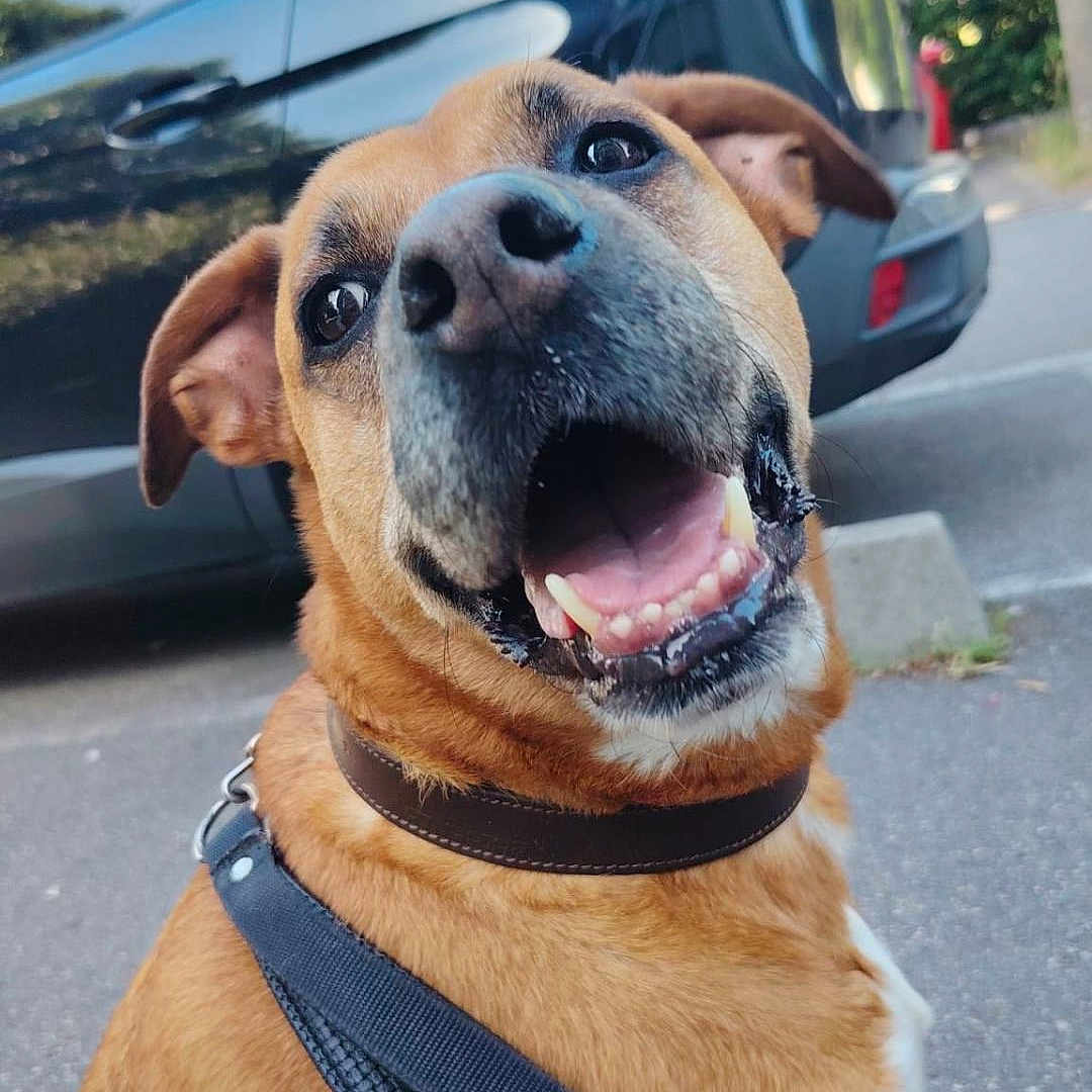 Puff a rejoint le concours — aidez-le/la à gagner de superbes lots ! animal, brown_fur, canine, car, closeup, collar, daylight, dog, friendly, happy, human_hand, leash, nature, outdoor, parking_lot, pet, sidewalk, smiling, tongue, trees