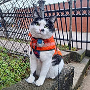 Sal joined the competition — help win amazing prizes! animal, black_and_white, cat, chain_link_fence, close_up, concrete, curious, daylight, fur, green_eyes, iron_railings, leash, orange_vest, outdoor, pet_tag, portrait, sidewalk, sitting, urban, whiskers