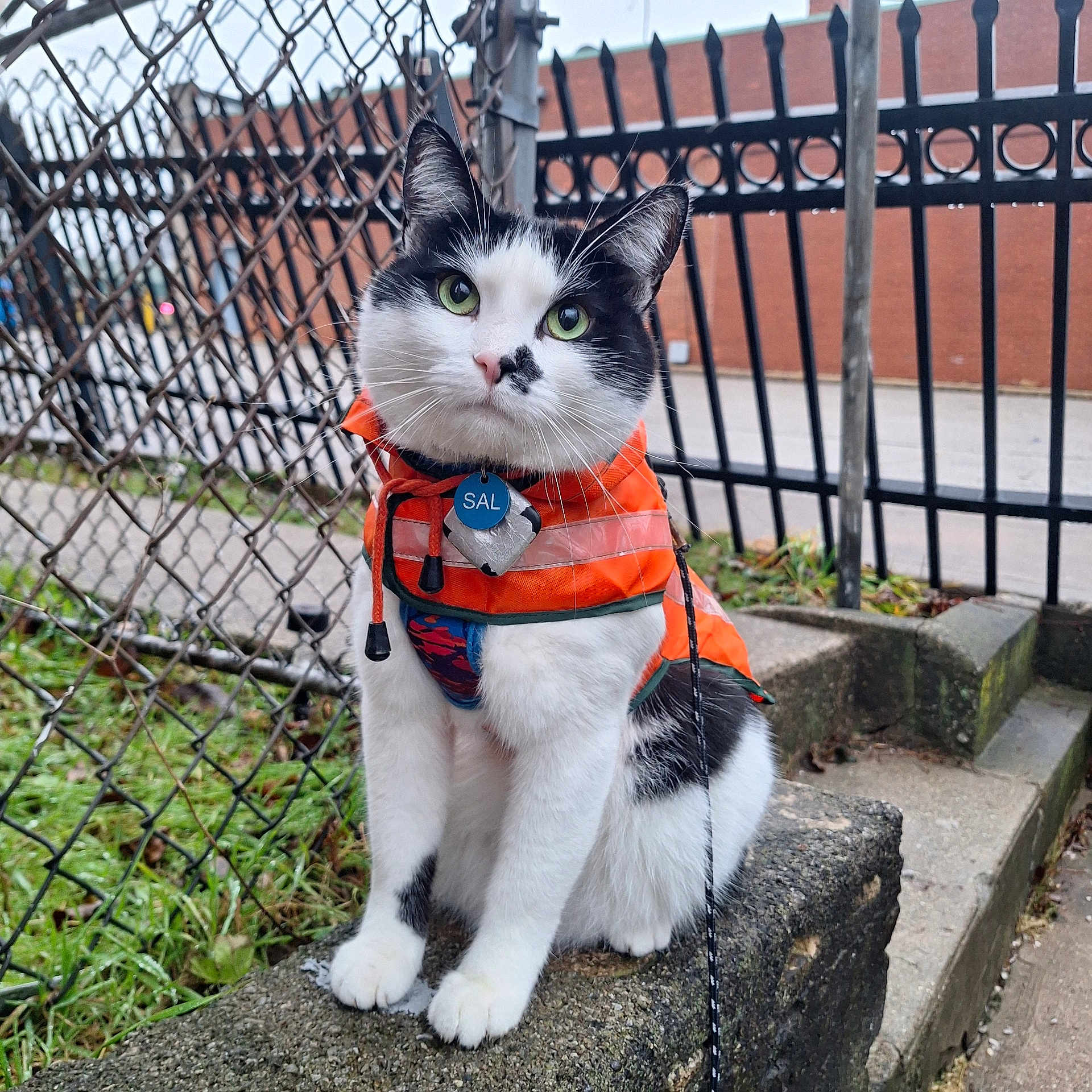 Sal joined the competition — help win amazing prizes! animal, black_and_white, cat, chain_link_fence, close_up, concrete, curious, daylight, fur, green_eyes, iron_railings, leash, orange_vest, outdoor, pet_tag, portrait, sidewalk, sitting, urban, whiskers