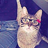 Jasper joined the competition — help win amazing prizes! bow, casual_clothing, cat, closeup, couch, cute, digital_filter, domestic_animal, feline, funny, glasses_filter, hearts_overlay, indoor, jeans, person, pet, playful, sitting, tabby_cat, whiskers
