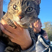 Jasper is registered to the contest to win money with this photo: animal, background, blue_sky, casual, cat, clothing, daylight, face, fur, hand, holding, human_hand, outdoor, people, person, pet, phone, portrait, tabby_cat, whiskers