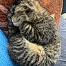 Jasper is registered to the contest to win money with this photo: animal, blanket, brown, cat, cozy, curled_up, cute, fur, gray, indoor, jeans, kitten, pet, relaxation, resting, sleeping, soft, striped, tabby, texture