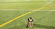 Jasper is registered to the contest to win money with this photo: animal, animal_sitting, blur, cat, dark_sky, empty_field, field_lines, football_field, goalposts, grass, green_grass, lonely, night, night_time, outdoor, pet, small_cat, sports_field, stadium_light, yellow_line