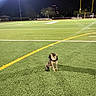 animal, animal_sitting, blur, cat, dark_sky, empty_field, field_lines, football_field, goalposts, grass, green_grass, lonely, night, night_time, outdoor, pet, small_cat, sports_field, stadium_light, yellow_line