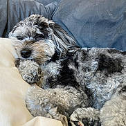 Landry is registered to the contest to win money with this photo: dog, sleeping, pillow, couch, indoor, cozy, fur, pet, resting, curly_fur, gray_dog, black_dog, cute, animal, canine, companion, relaxation, home, snuggled, peaceful