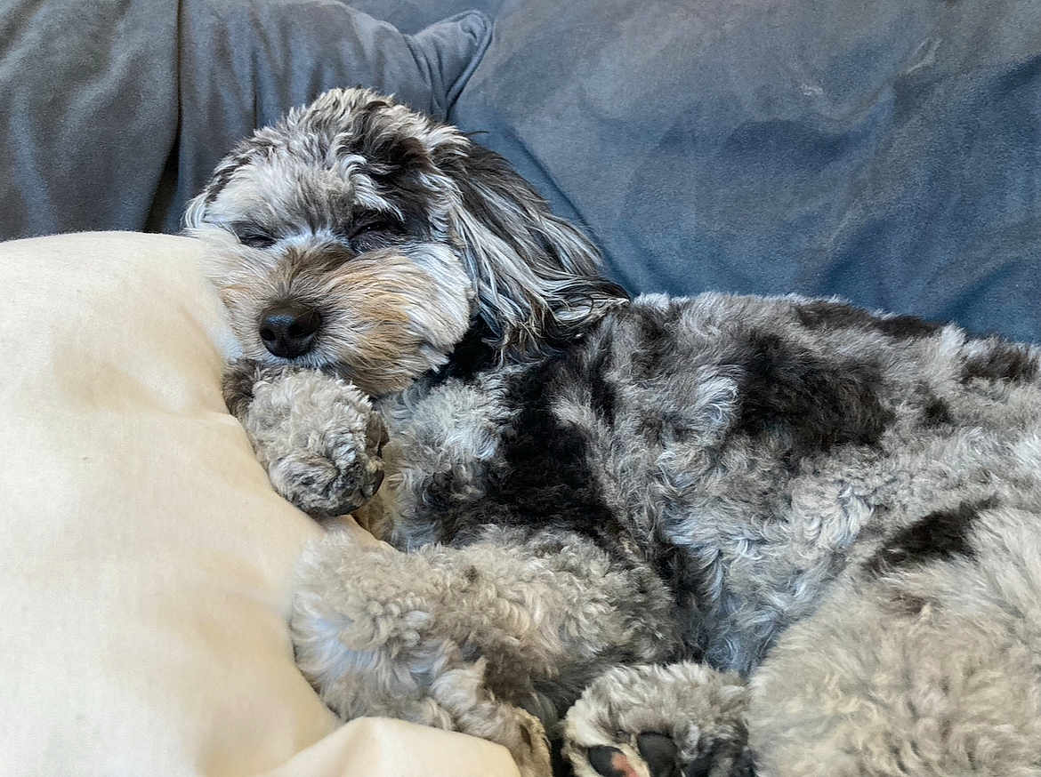 Landry is registered to the contest to win money with this photo: dog, sleeping, pillow, couch, indoor, cozy, fur, pet, resting, curly_fur, gray_dog, black_dog, cute, animal, canine, companion, relaxation, home, snuggled, peaceful