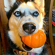 Maui is registered to the contest to win money with this photo: adorable, animal, black_and_white_fur, blue_eyes, close_up, collar, cute, dog, domestic, ears, fur, husky, indoor, light, mouth, pet, pumpkin, shadow, snout, wooden_chair