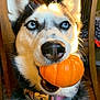 adorable, animal, black_and_white_fur, blue_eyes, close_up, collar, cute, dog, domestic, ears, fur, husky, indoor, light, mouth, pet, pumpkin, shadow, snout, wooden_chair