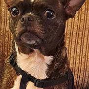 Jayjay joined the competition — help win amazing prizes! dog, pet, close_up, brown, white, harness, ears, alert, indoor, couch, fur, animal, portrait, cute, small_dog, expression, face, sitting, texture, background