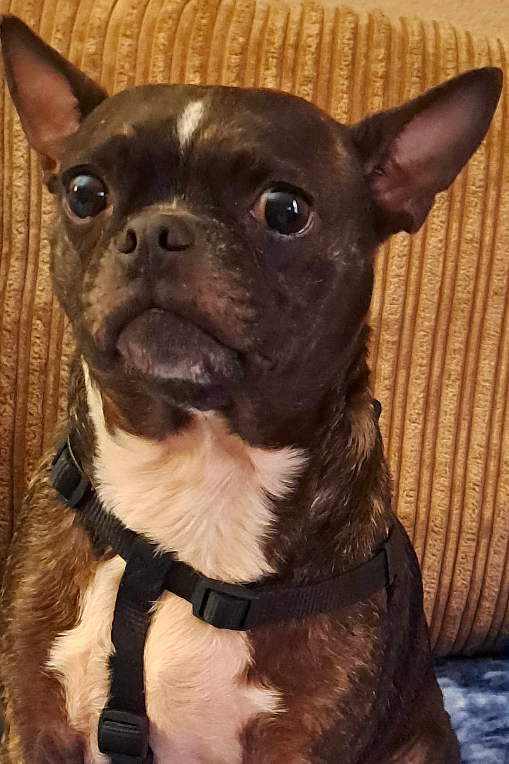 Jayjay joined the competition — help win amazing prizes! dog, pet, close_up, brown, white, harness, ears, alert, indoor, couch, fur, animal, portrait, cute, small_dog, expression, face, sitting, texture, background