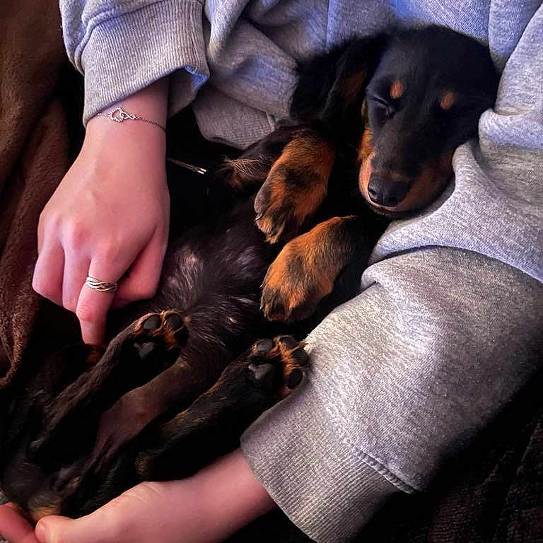 Lola is registered to the contest to win money with this photo: accessories, animal, blanket, bodypart, canine, cat, couch, dog, finger, furniture, hand, hound, jewelry, kitten, person, pet, puppy, quilt, ring, sleeping