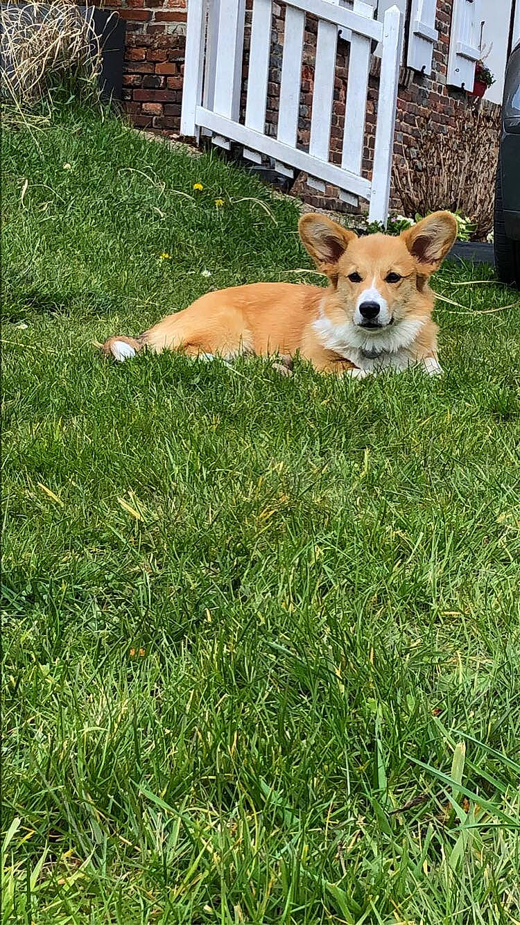 Foxy a rejoint le concours — aidez-le/la à gagner de superbes lots ! cardigan_welsh_corgi, carnivore, chair, companion_dog, dog, dog_breed, fawn, fence, grass, grassland, groundcover, herding_dog, lawn, plant, street_dog, tail, welsh_corgi, working_animal, working_dog, yard