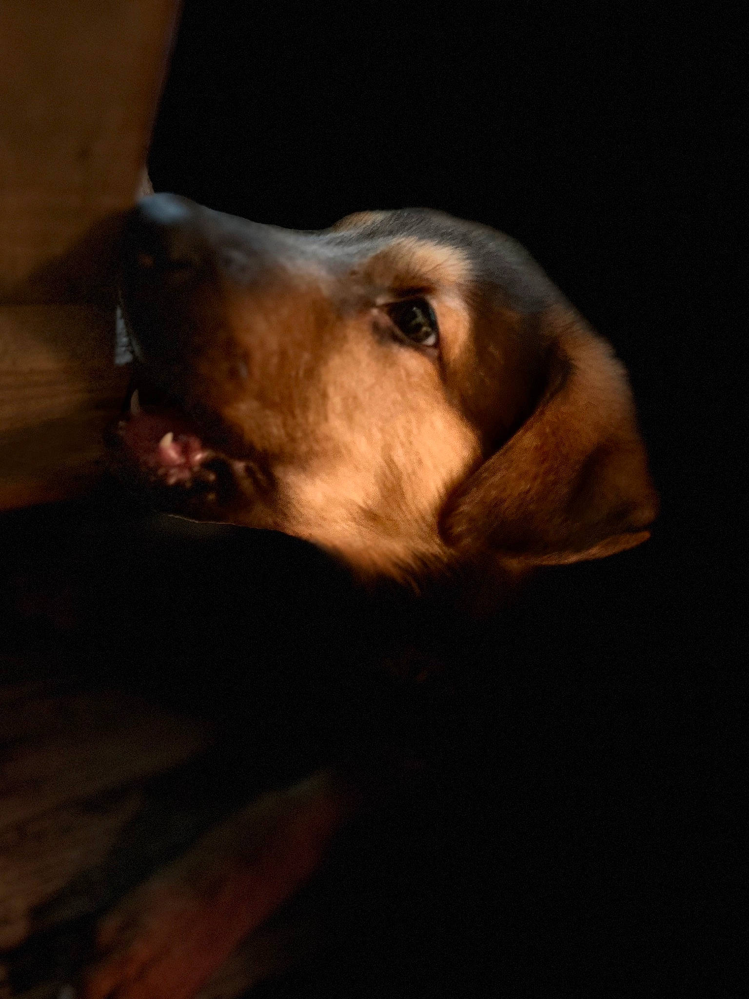 Dax is registered to the contest to win money with this photo: canidae, carnivore, companion_dog, darkness, dog, dog_breed, ear, fawn, fur, hunting_dog, liver, snout, sporting_group, terrestrial_animal, whiskers, wood, working_animal