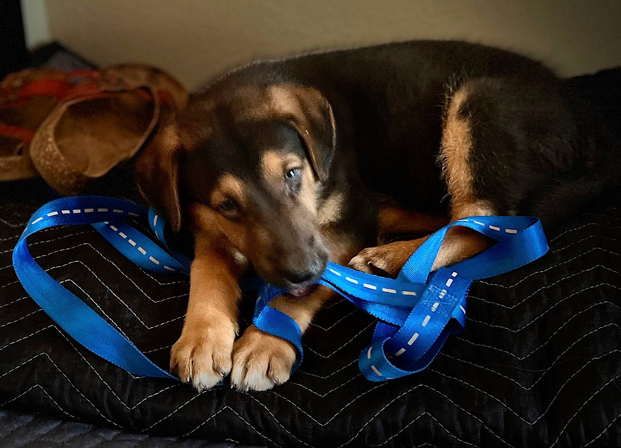 Dax is registered to the contest to win money with this photo: canidae, carnivore, collar, comfort, companion_dog, dog, dog_breed, dog_collar, dog_supply, electric_blue, fawn, guard_dog, paw, pet_supply, puppy, sporting_group, working_animal, working_dog