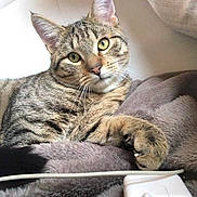 Itchi participe au concours pour gagner de l'argent avec cette photo : asian, australian_mist, bengal, california_spangled, carnivoran, cat, cat_like_mammal, domestic_short_haired_cat, dragon_li, european_shorthair, fauna, mammal, ocicat, pixie_bob, small_to_medium_sized_cats, snout, sokoke, tabby_cat, toyger, whiskers
