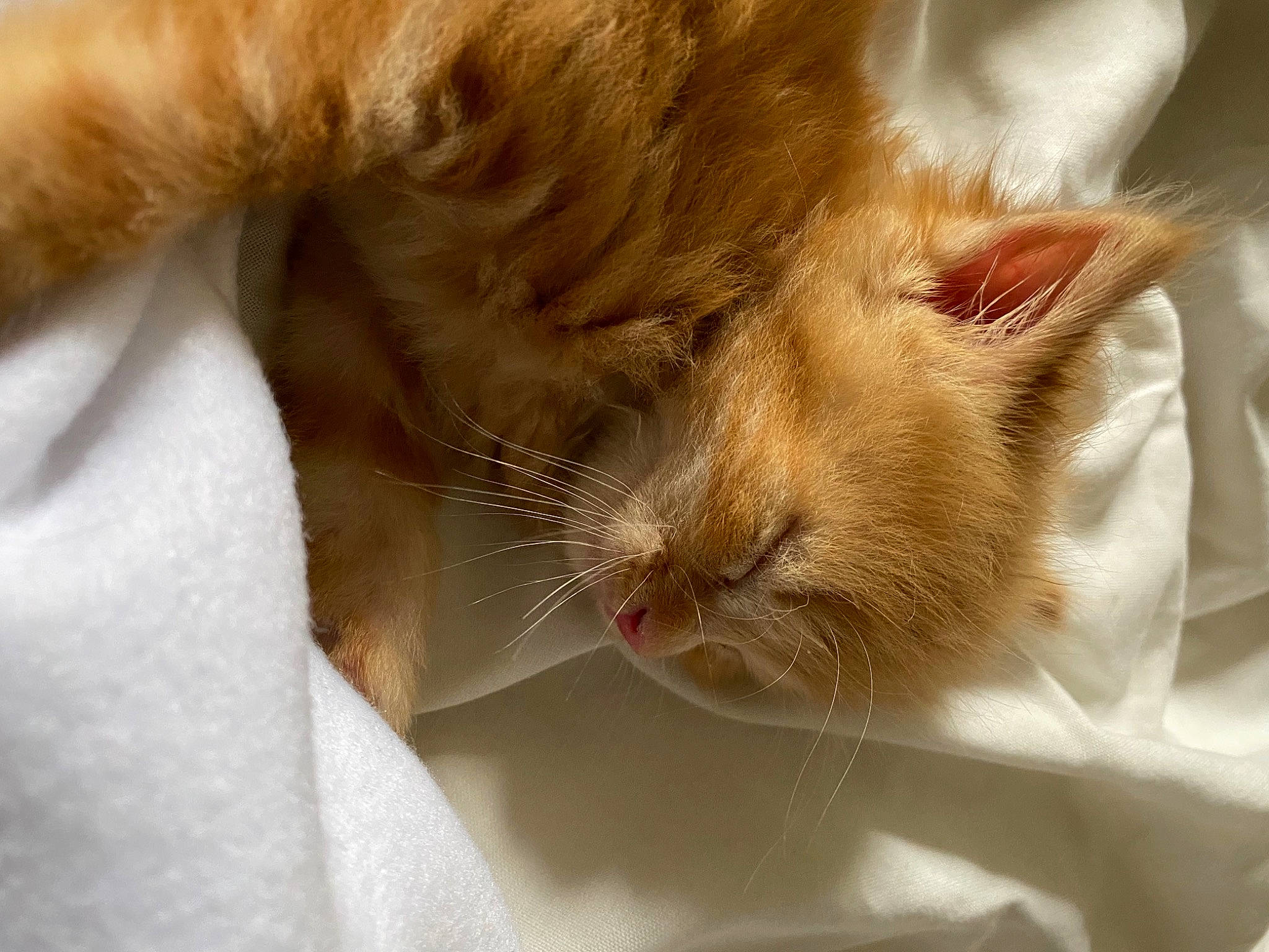 Symba a rejoint le concours — aidez-le/la à gagner de superbes lots ! carnivore, cat, claw, comfort, domestic_short_haired_cat, ear, eye, eyelash, fawn, felidae, fur, gesture, human_leg, nap, paw, sleep, small_to_medium_sized_cats, snout, tail, whiskers