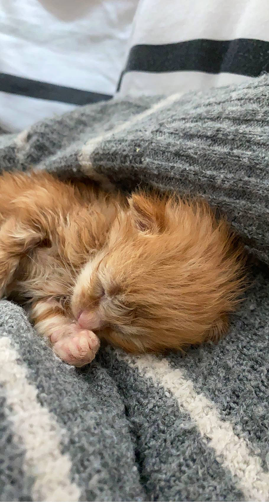 Symba a rejoint le concours — aidez-le/la à gagner de superbes lots ! carnivore, cat, close_up, comfort, dog_breed, fawn, felidae, foot, fur, gesture, head, human_leg, liver, small_to_medium_sized_cats, snout, sporting_group, tail, terrestrial_animal, whiskers, wood