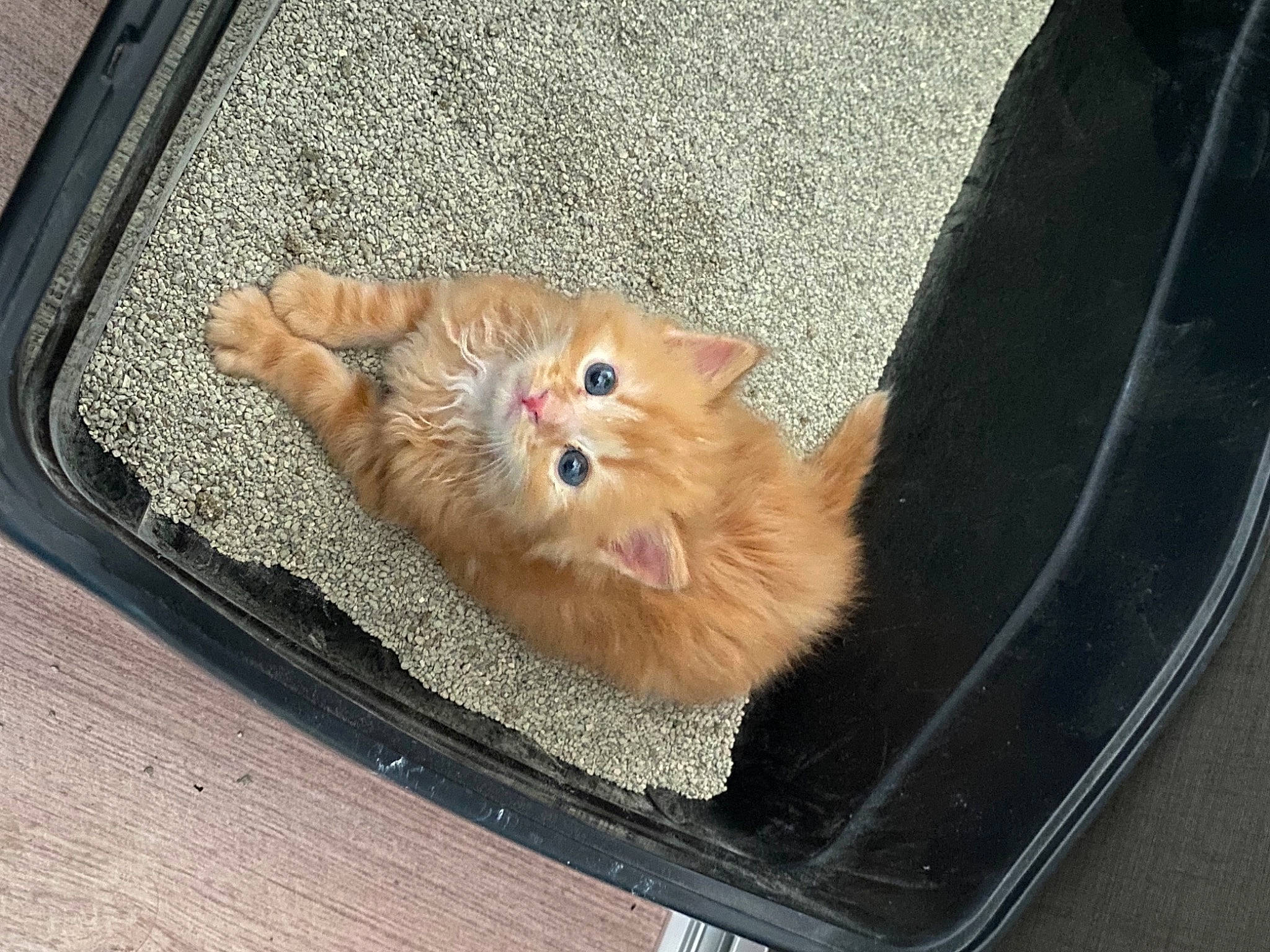 Symba participe au concours pour gagner de l'argent avec cette photo : auto_part, automotive_exterior, automotive_lighting, automotive_tire, carnivore, cat, fawn, felidae, fender, hood, motor_vehicle, road_surface, small_to_medium_sized_cats, snout, tire, vehicle, vehicle_door, whiskers, window, wood