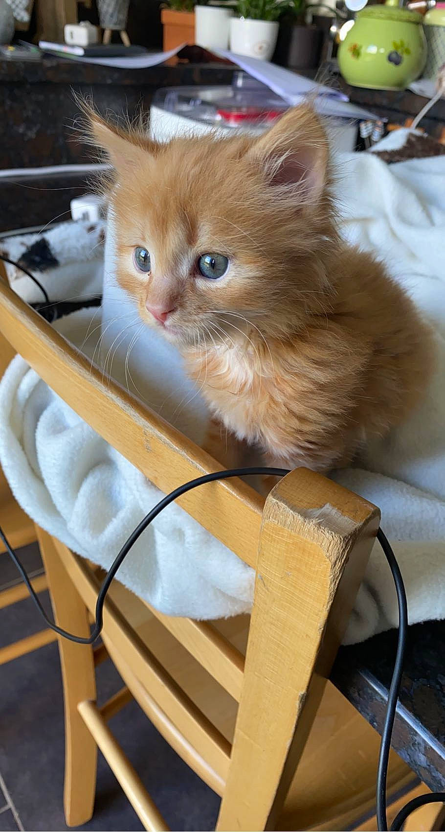 Symba participe au concours pour gagner de l'argent avec cette photo : box, cardboard, carnivore, cat, cat_supply, chair, companion_dog, domestic_short_haired_cat, fashion_accessory, fawn, felidae, fur, outdoor_furniture, paw, shipping_box, small_to_medium_sized_cats, snout, tail, whiskers, wood