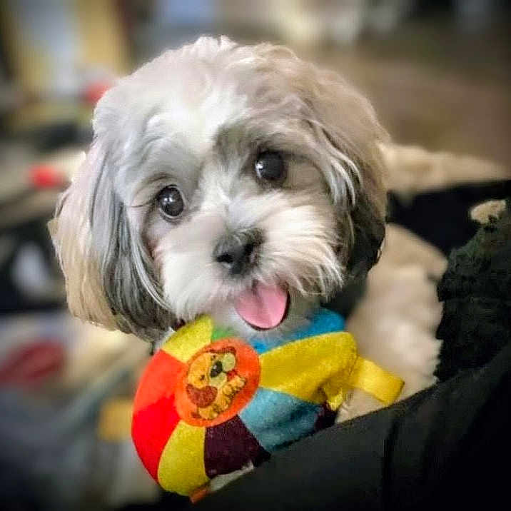 Lil-Bit joined the competition — help win amazing prizes! adorable, animal, blurred_background, close_up, colorful, companion, cute, dog, face, friendly, fur, happy, indoor, pet, playful, plush_toy, puppy, small_dog, tongue, toy
